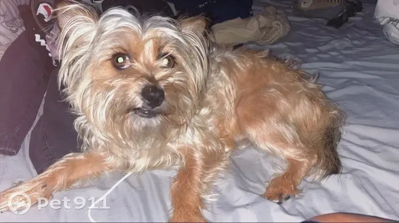 Lost Dog in Acro Cove, Memphis 3983 - photo