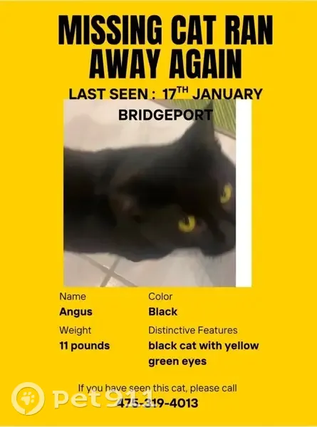 Lost Black Cat: Answers to Name, Gem Ave - photo