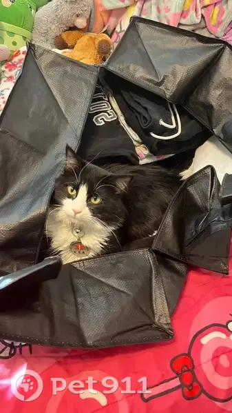 Lost Fluffy Tuxedo Cat in Snake Canyon - photo