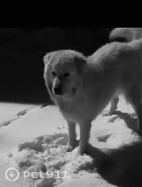 Lost Pyrador with Brown Freckles - Sitka, KY - photo