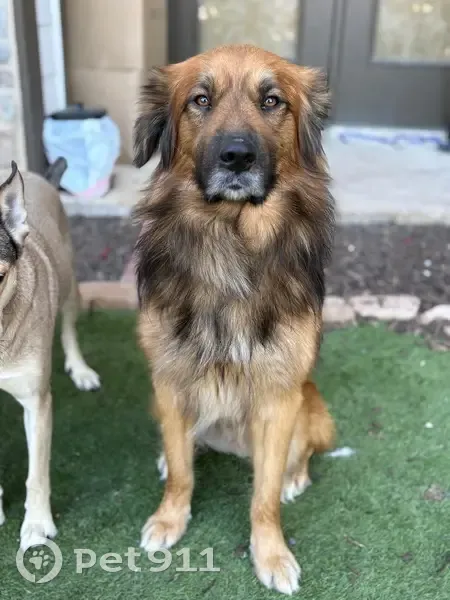 Lost Dog: Sweet Pup Missing in Irving - photo