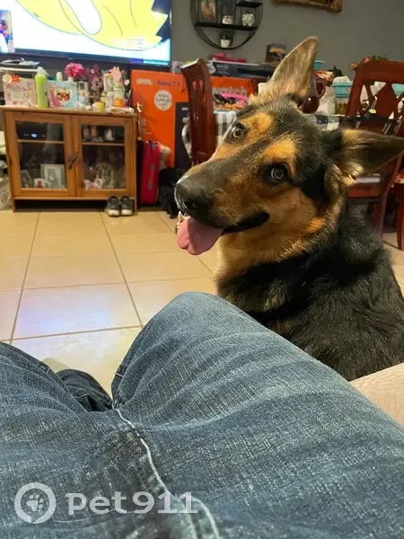 Lost Dog: White Nose, Teal Wind Dr. - photo