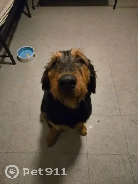 Found Airedale Terrier on Louisa Ave - photo