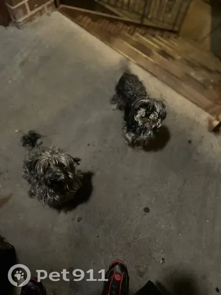 Lost Dog: Grey & White, Answers to Shadow - photo