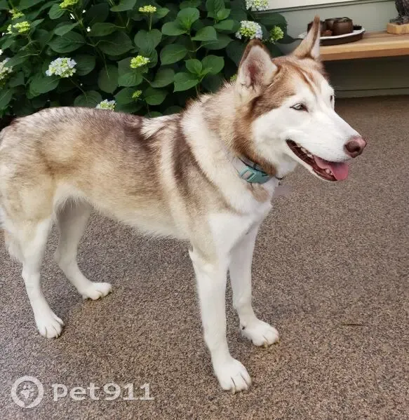 Lost Dog: Akela, Blue Eyes & Pink Nose - photo