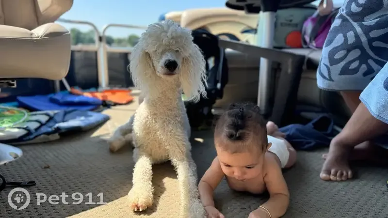 Lost White Poodle in Xmas Sweater - Bedford - photo
