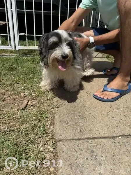Found Dog on Farm Street, Rockhampton - photo