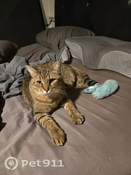 Lost Tabby Cat: North Lafayette St - photo