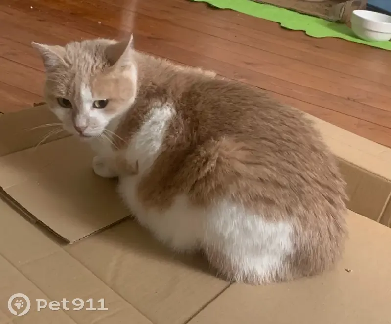Chat beige-blanc perdu, blessé possible, Strasbourg - photo