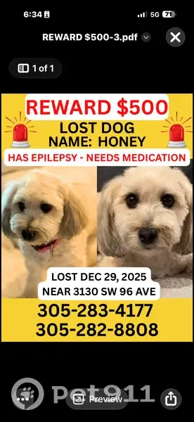 Lost Beige Dog: SW 96th Ave, Miami - photo