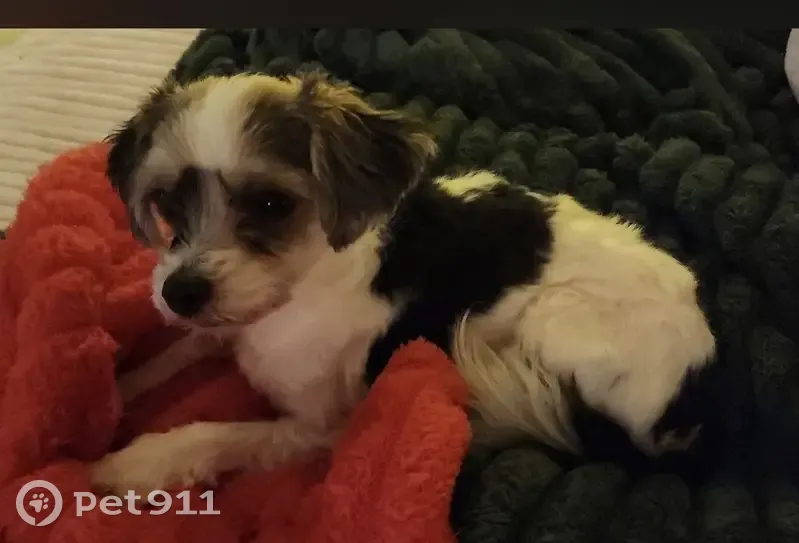 Lost Dog: Tiny, Heart-Spotted on Side - photo