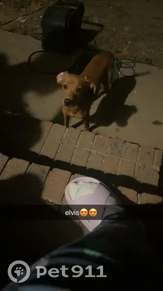 Lost Dog: Elvis, Brown Coat, Hornsby - photo