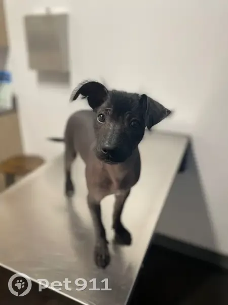 Lost Hairless Dog in San Antonio Area - photo