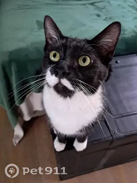 Lost Tuxedo Cat in Mooikloof Estate - photo