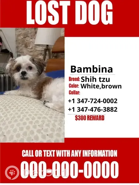 Lost Dog with Unique Eyes in Jamaica, NY - photo