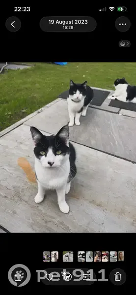 Friendly Black & White Cat Lost on Chetwyn - photo