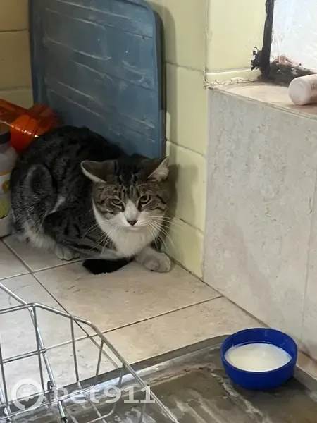 Gato Asustado Encontrado en Domingo Diez - photo