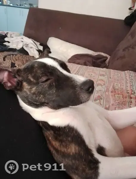 Lost Staffy Cross: Brown/Gold, White Markings - photo