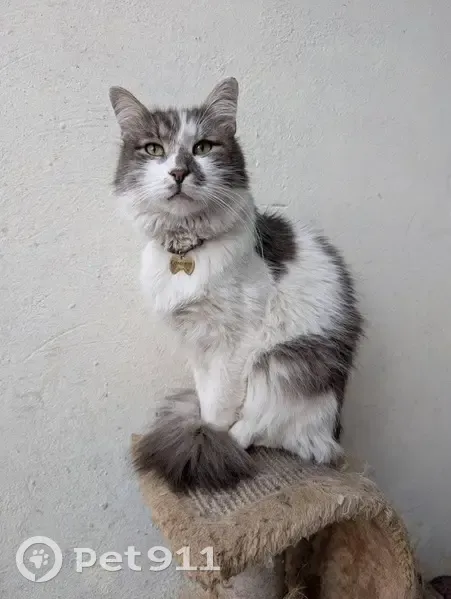 Зникла кішка Соломон: допоможіть знайти! - photo