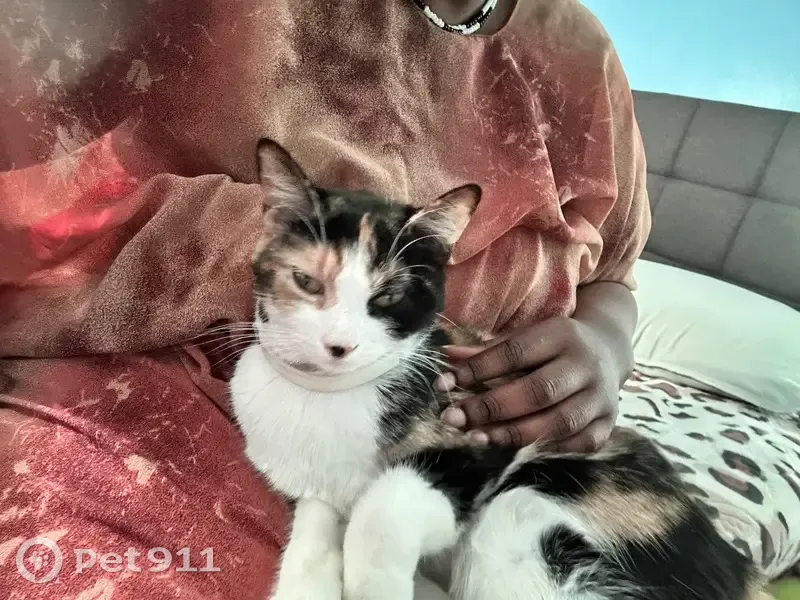 Lost Calico Cat: Hathaway St, Lynn - photo