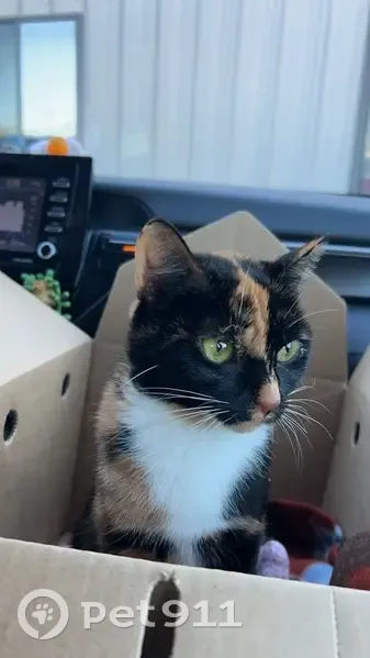 Lost Skittish Tortoiseshell Cat - Help! - photo