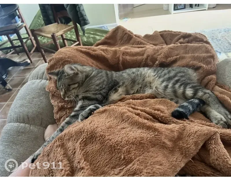 Lost Cat Alert: Willbrook Circle, 287 - photo