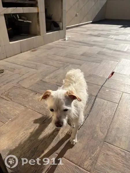 Perro Blanco con Orejas Café Encontrado en Puebla - photo