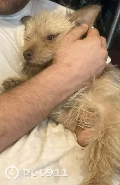 Energetic Tan Dog Lost in SC! - photo