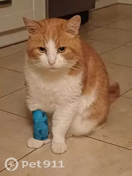 Chat mâle roux/blanc stérilisé trouvé - photo