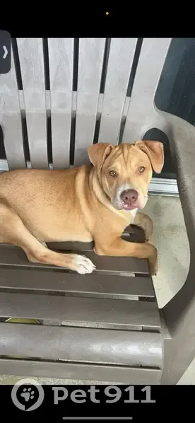 Lost Dog Chomper in Miami Gardens! - photo