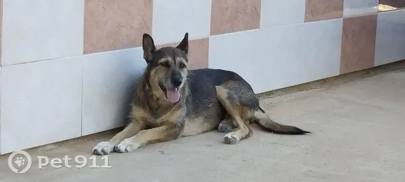 Perro Perdido en Algemesí: Cruce Pastor-Podenco - photo