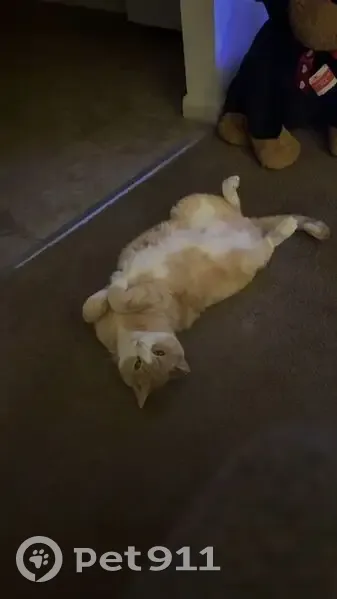 Lost: Friendly Male Cat, Bent Ear, Laurel - photo