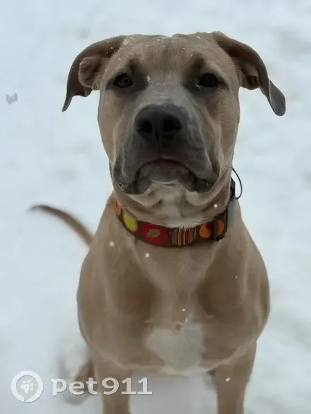 Timid Lost Dog: Avoid Approach - CR19 - photo