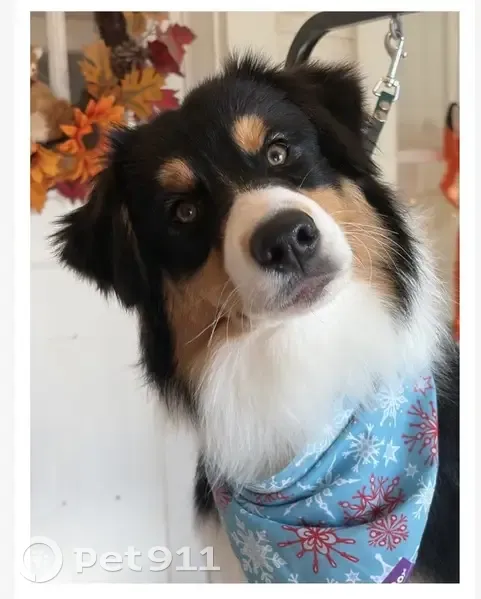 Lost Aussie Pup: Help Find Her in Collindale! - photo