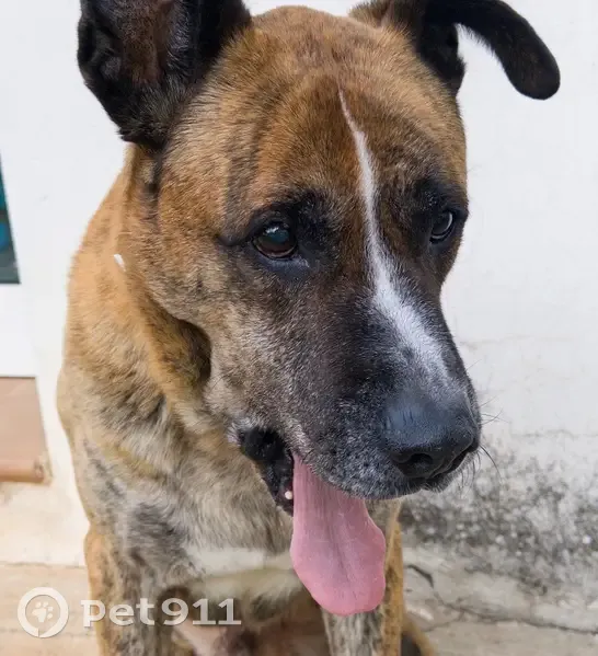 Perro Perdido: Mancha Blanca y Oreja Única - photo