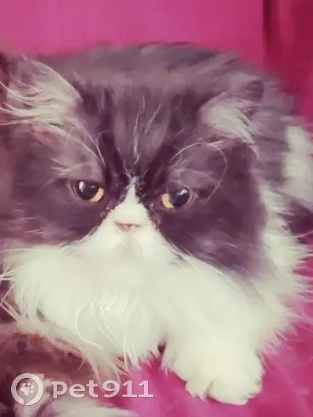 Lost: Gray & White Persian Cat, Keizer - photo