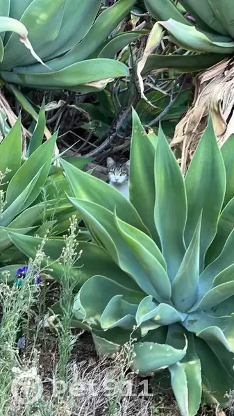 Found: Young Tabby/White Cat in Onkaparinga - photo