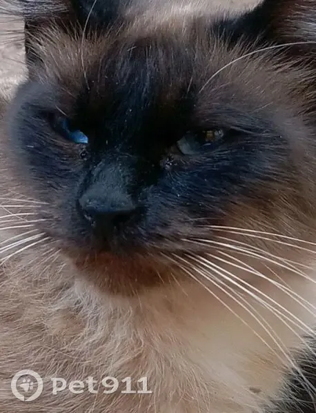 Gato desaparecido Macho (brl002227) - photo