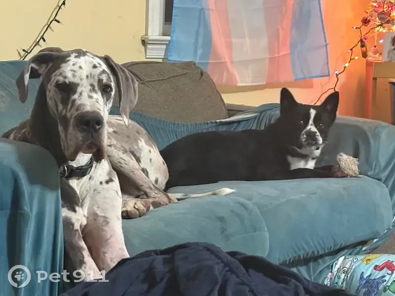 Lost Great Dane Bongo: Help Find Him! - photo