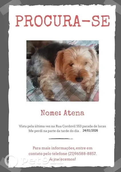 Cachorro perdido - photo