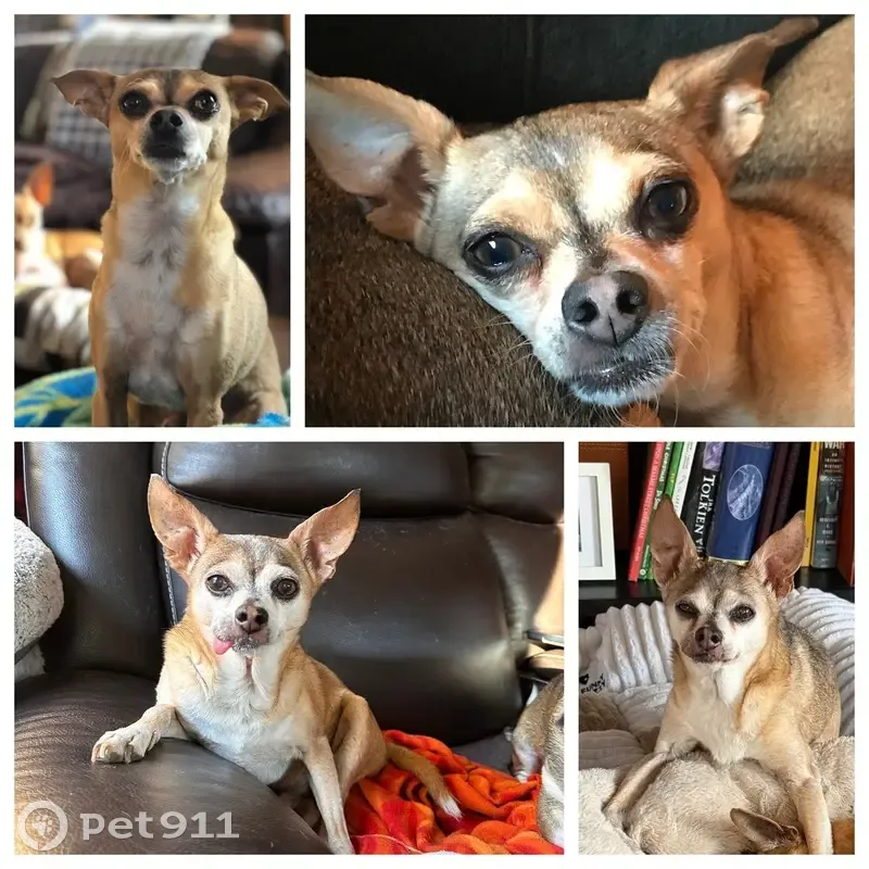 Lost Senior Chihuahua: Tan, Pink Stripe - photo