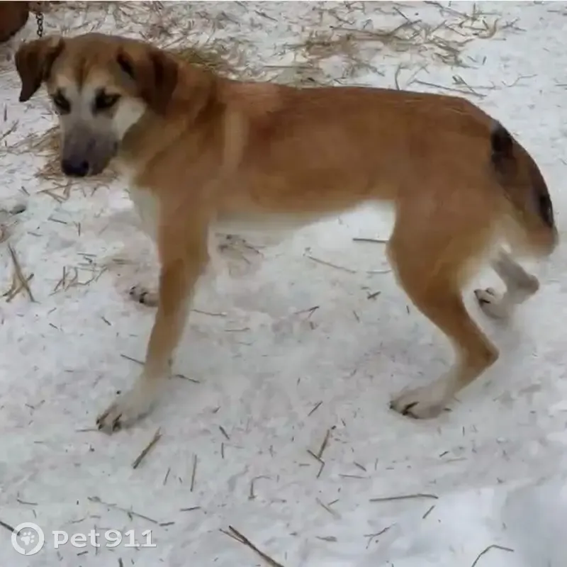 Lost Alaskan Husky: Fonzy in Duluth! - photo