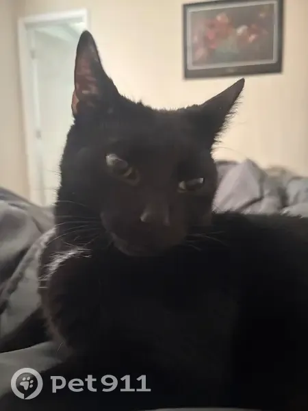 Lost Cat: Black with White Tuft, Carrboro - photo