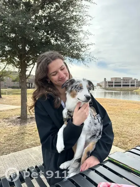 Lost Dog: Blue-Eyed Beauty on the Run - photo