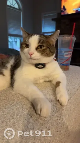 Lost Cat: Friendly, Tricolor Male Missing - photo