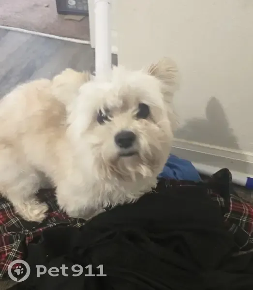 Lost Fluffy Dog in Jackson, TN - photo