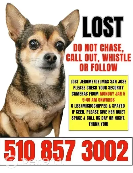 Lost Chihuahua: Seen Jerome x Delmas 95125 - photo