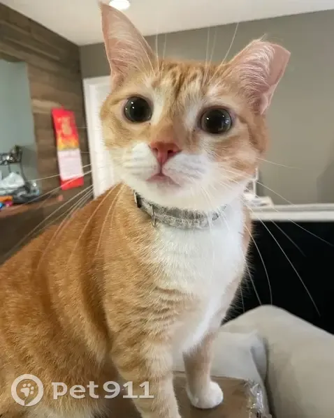 Lost Orange Cat: Shy, Green-Eyed Beauty - photo