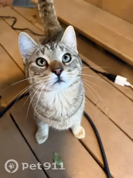 Help Find Ollie: Missing Kitten in AR! - photo