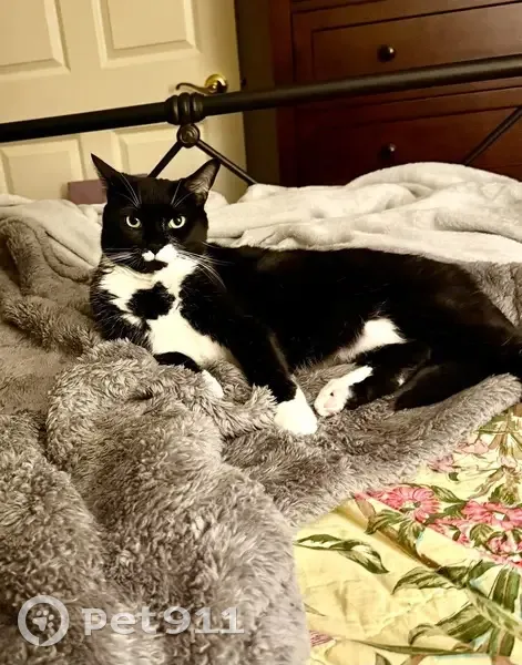 Lost Cat: 4.5-Year-Old Male in Westminster - photo